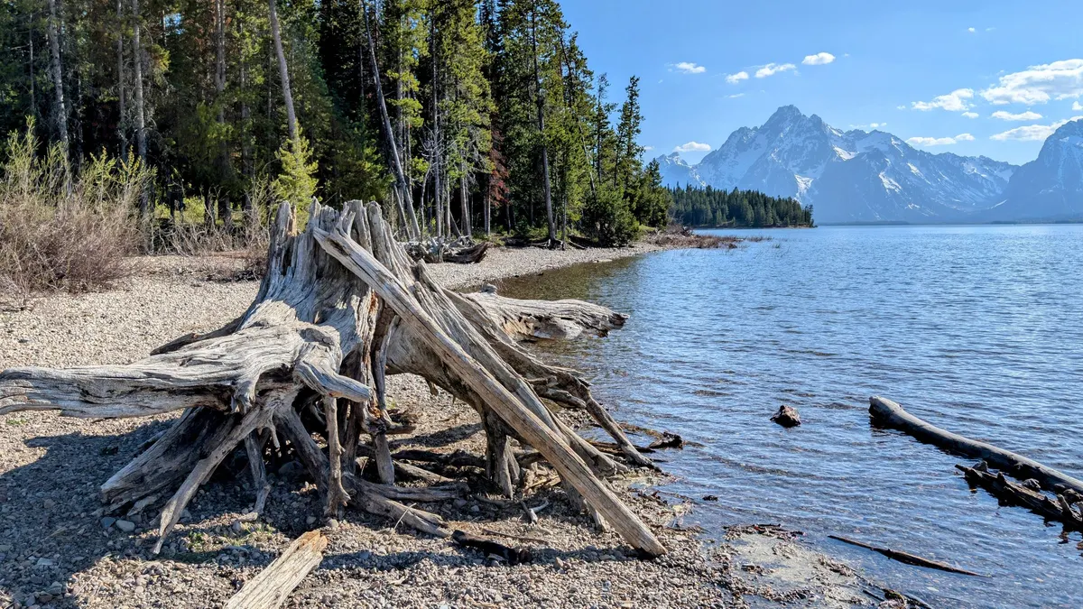 Driftwood on a lakeshore with snow-capped peaks across the water