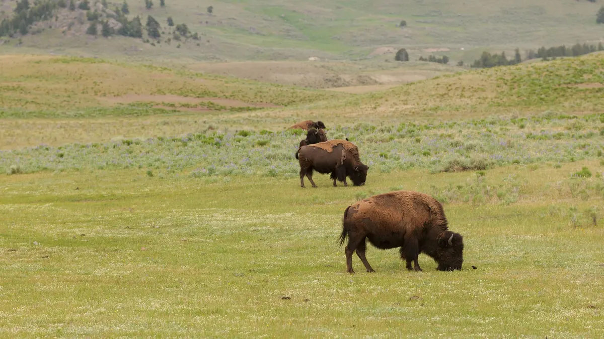 Two bison grazing in a wide green meadow
