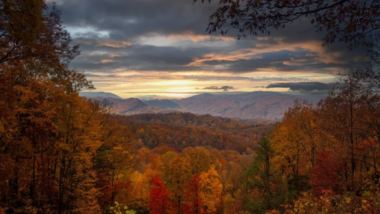 Forested mountain ridges in autumn color under a golden sky
