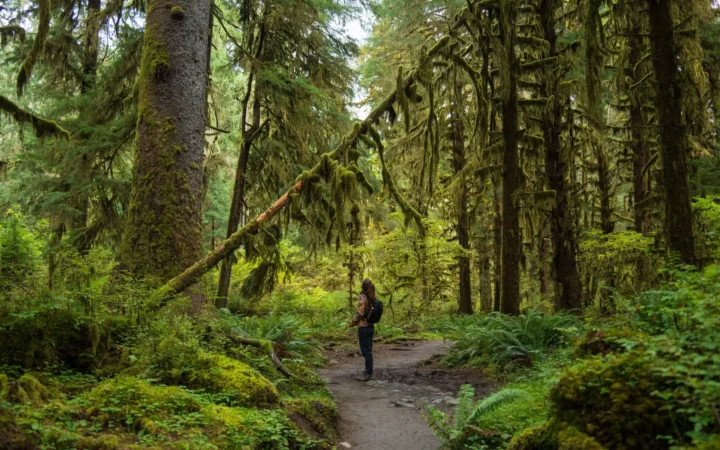Hiker on a trail through a mossy temperate rain forest