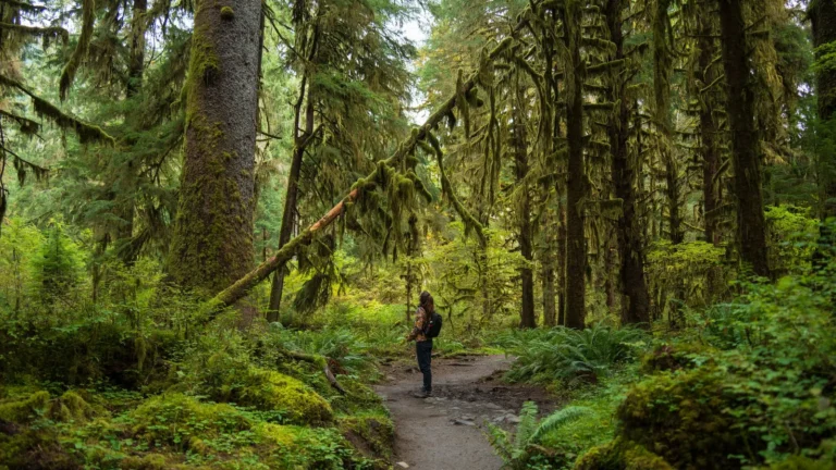 Hiker on a trail through a mossy temperate rain forest
